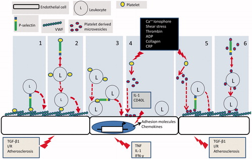 Figure 2. Mechanisms of platelet-mediated leukocyte recruitment: (1) appropriately activated endothelial cells express a matrix of VWF on their surface to which platelets are recruited and activated. Platelet presented P-selectin then forms an adhesive bridge between the endothelial surface and blood borne leukocytes. (2) Platelets form heterotypic aggregates with leukocytes in the circulation in a P-selectin dependent manner. Aggregates are then recruited to the VWF on the surface of appropriately activated endothelial cells. (3) Inflammatory cytokines induce transcriptional programmes in endothelial cells which result in the expression of adhesion molecules and chemokines that support leukocyte adhesion. Leukocytes in heterotypic aggregates which are recruited to the endothelial cell surface posses additional platelet borne receptors. These can in turn support the secondary adhesion of un-aggregated leukocytes. (4) Upon activation platelets shed microvesicles which bind directly to endothelial cells. Microvesicle borne inflammatory cytokines induce transcriptional programmes in endothelial cells which result in the expression of adhesion molecules and chemokines that support leukocyte adhesion. (5) P-selectin bearing PMV bind to appropriately activated endothelial cells. Platelet presented P-selectin then forms an adhesive bridge between the endothelial surface and blood borne leukocytes. (6) P-selectin bearing PMV form heterotypic aggregates with leukocytes in the circulation. Aggregates are then recruited to VWF on appropriately stimulated endothelial cells utilising microvesicle borne adhesion receptors.