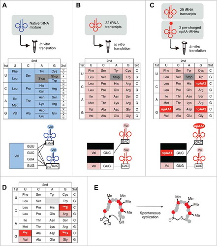 Figure 3. Schematic representation of the artificial division of codon boxes. (A) The genetic code of a reconstituted translation system containing E. coli native tRNA mixture. The GUN codons in valine codon box are decoded by 2 kinds of native tRNAVals. (B) A reprogrammed genetic code where 32 in vitro transcribed tRNAs decodes 31 NNS (S = C or G) elongation codons along with the AUG initiation codon. (C) A reprogrammed genetic code containing 23 building blocks by means of artificial division of 3 codon boxes. The 3 nonproteinogenic amino acids (npAAs) are assigned to the black background codons by replacing the redundant tRNAVal GAC, tRNAArg GCG and tRNAGly GCC with the 3 bioorthogonal npAA-tRNAGNN's prepared by flexizyme-mediated aminoacylation.