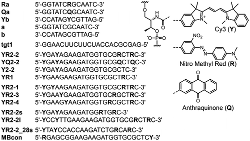 Figure 1. Sequences of oligonucleotides used in this study. Chemical structures of dyes and D-threoninol linker used to incorporate dyes into oligonucleotides are shown.