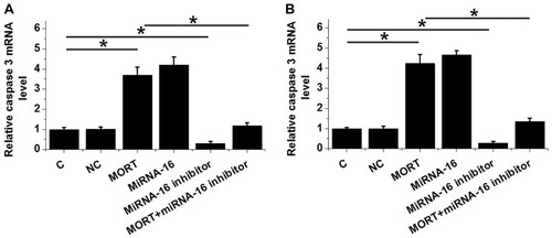 Figure 6 MORT promoted the expression of Caspase-3 through miRNA-16. The effects of transfections on the expression of Caspase-3 in JVM-2 (A) and Z-138 (B) cell lines analyzed by qPCR. Experiments were performed in triplicate manner and mean values were presented. (*p < 0.05).
