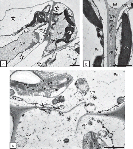 Fig. 6. a, Inclusions of incomplete TRV PSG particles (VP, arrows) in mesophyll cells of tobacco leaves. Protoplasts in a distance to cell wall (asterisks, CW). Ch = chloroplast. Bar = 1 μm. b, Incomplete TRV particles (VP) in the intercellular space (Int) of palisade mesophyll (Pme). Ch = chloroplast, CW = cell wall. Bar = 0.5 μm. c, Fractured cell wall (CW) between cells of palisade mesophyll (Pme). Numerous incomplete TRV particles (VP) of two lengths are present. Changed chloroplast (Ch) structure. ER = endoplasmic reticulum. Bar = 0.5 μm.