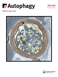 Cover image for Autophagy, Volume 17, Issue 7, 2021