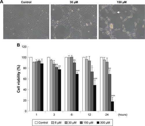 Figure 1 Midazolam induced cell death through apoptosis in TM3 cells. (A) TM3 cells were treated without or with different concentrations of midazolam (30 and 150 μM) for 24 hours, and were observed under light microscopy (scale bar: 50 μm, arrow: membrane-blebbed cells). (B) TM3 cells were treated with 6, 30, 150 and 300 μM for 1, 3, 6, 12 and 24 hours. Cell viabilities were examined by MTT viability test. Results are presented as percentages of cell growth relative to control groups. Each data point represents the mean ± SEM of three separate experiments. *, ** and *** indicate statistical difference compared to control equivalent to p<0.05, p<0.01 and p<0.005, respectively.