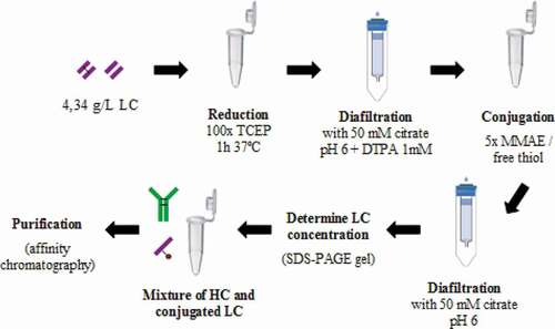 Figure 9. Spontaneous assembly approach to generate homogeneous ADC. LC are reduced to free interchain cysteines and allow the site-directed payload:linker conjugation. Then, dcHC is mixed to obtain the assembled ADC