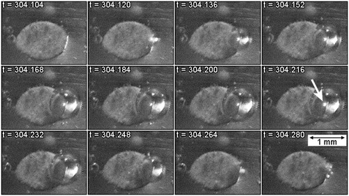 Figure 17. Sequence of video images [Citation61] showing a small area sample (wire of diameter ∼1 mm) during PEO of Al, with high-intensity external illumination. This set covers the lifetime of a single discharge event. Times are given in ms.
