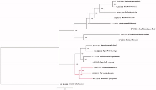 Figure 1. Phylogenetic tree using maximum-likelihood (ML) based on complete mitochondrial genome data of 15 Botiidae species with Cobitis takatsuensis as an outgroup. Numbers near the nodes represent ML bootstrap values. The GenBank accession number is listed next to each species within the tree.