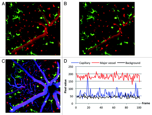 Figure 4. Images from co-registered z-stacks of the same retina 70 d after irradiation and BM transplant demonstrating, validating the standard deviation subtraction technique. Field of view was 20° (approximately 525 µm). (A) A 50-frame average image shows remaining GFP microglia and donor DsRed BMDCs in the inner retinal layer. Frame averaging introduces confusion between vasculature and extravasating BMDCs. (B) The same image as in A, but with the standard deviation subtracted in the DsRed channel. Visibility of vasculature is suppressed and stationary cells are clearly visible. (C) Alexa647 was injected into the same mouse during the same imaging session to label vasculature. The angiography demonstrates that cells identified as stationary by the standard deviation method are outside the vasculature. (D) Typical pixel values of the DsRed channel for a capillary, a major blood vessel and background plotted as a function of frame number taken from a 100 sec long real-time movie acquisition.