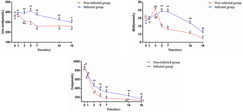 Figure 3 Comparison of renal function between non-infected and infected groups.