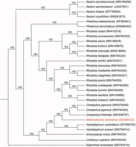 Figure 1. The ML tree for Meterostachys sikokianus based on complete chloroplast genome sequences. Kalanchoe tomentosa (MN794319) was used as outgroup. Numbers at nodes are bootstrap support values in %.