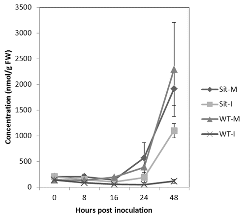 Figure 3. Alterations in asparagine levels in mock-treated (M) and Botrytis-inoculated (I) sitiens (Sit) and wild-type (WT) tomato plants at different time points post inoculation. Metabolic analysis of free amino acid levels was conducted as described before.Citation12 Error bars represent ± SE of 3 biological replicates.