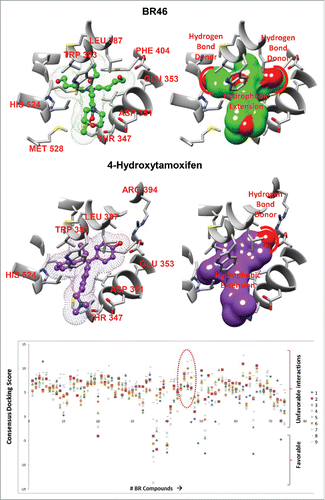 Figure 4. Top docking pose of (A) BR46 and (B) 4-hydroxytamoxifen (4OHT). Key residues from the ligand binding pocket of the estrogen receptor highlighted in red. (C) Docking results of BR compounds in an ensemble of MD generated ER structures. A scatter plot of consensus docking scores obtained with the BR compounds were docked to an ensemble of MD generated structures ER agonist conformations(#1–9). A number of BR compounds including BR46, 47 (circled red) show less preference for ER agonist conformations.