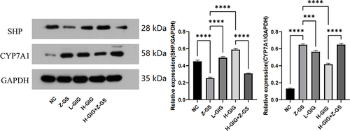 Figure 7 Protein expression of SHP and CYP7A1 in primary hepatocytes. Results are shown as mean ± SEM (n=5), compared with the other group, ***P<0.001, ****P<0.0001.