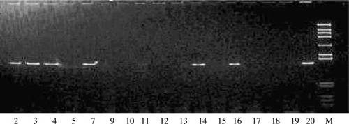 Figure 1.  PCR products amplified with the primers (1 and 2), separated on 8% polyacrylamide gels and stained with EB. *Lane 2, 14: G. leucogeranus; Lane 3, 5, 7, 9, 10, 15, 18, 19: G. japonensis; Lane 4, 17, 20: B. pavonina; Lane 12: G. vipio; Lane 13, 16: G. vipio; Lane 11: G. nigricollis; Lane M: DNA marker (908, 659, 521, 403, 281, 257, 226, 100, 90 bp).