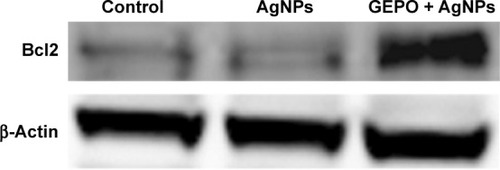 Figure 7 Western blot analysis of Bcl2 protein in AgNP-treated cells with or without GEPO pretreatment.Abbreviations: AgNP, silver nanoparticle; GEPO, glutaraldehyde erythropoietin.