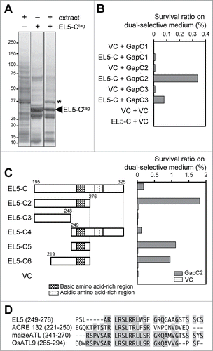 Figure 1. C-terminal region of EL5 interacts with a cytosolic GAPDH. (A) In vitro pull down assay using protein extract from rice suspension-cultured cells. EL5-Ctag is a recombinant fusion protein of EL5195–325, hexahistidine, and thioredoxin. The asterisk indicates the band analyzed by MALDI-TOF MS. (B) Bacterial 2-hybrid analysis of EL5-C (EL5195–325) and each full-length cytosolic GAPDH. VC, empty vector as a control. (C) Bacterial 2-hybrid analysis of EL5-C variants and full-length OsGapC2. (D) Alignment of the basic amino acid-rich sequences found in the C-terminal regions of ATL family members; tobacco ACRE132 (AAG43550), maize ATL (ABF67955), OsATL9 (BAF18952.2).