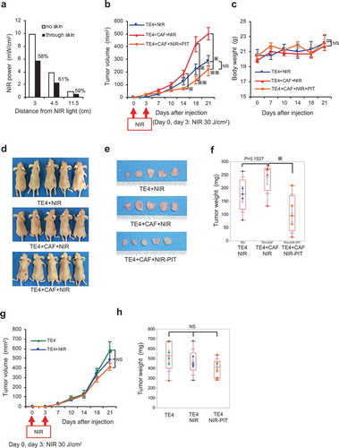 Figure 6. Targeting of CAFs with FAP-IR700-mediated NIR-PIT suppresses tumor growth in esophageal carcinoma in vivo. (a) Near-infrared (NIR) light power (mW/cm2) was measured using an optical power meter, with or without an interrupting layer of skin. NIR light through murine skin was found to be reduced by about 60%. (b) Tumors co-cultured with TE4 and CAFs (n = 5) showed significantly progressive growth compared with that of tumors in the TE4-alone group (n = 5; P= .0192 on d 21). NIR irradiation was performed on d 0 and d 3 for all groups, significantly inhibiting TE+CAF tumors (P= .0098 on d 14, P= .0025 on d 18, P= .0031 on d 21), with the rate of growth returning to the rate observed with TE4 alone; the data indicate the mean±SEM; * P< .05, ** P< .005, one-way ANOVA with Tukey’s test; NS, not significant. (c) The mean body weight (±SEM) of the animals in each treatment group (NS, not significant; one-way ANOVA with Tukey’s test). (d) Representative mice bearing tumors for each group. (e) Representative tumors for each group. (f) Co-cultured tumors treated with NIR-PIT showed significantly reduced tumor weights on d 21 (P= .0182), compared with TE4+ CAF tumors in the absence of NIR-PIT (the data indicate the mean±SEM; * P< .05, one-way ANOVA with Tukey’s test). (g and h) Tumors of TE4 (n = 6) treated by FAP-targeted NIR-PIT or NIR alone did not show significant growth inhibition compared with the control TE4 group (n = 6) on d 21. NIR irradiation was performed on d 0 and d 3 for the NIR groups (the data indicate the mean±SEM; NS, not significant; one-way ANOVA with Tukey’s test).