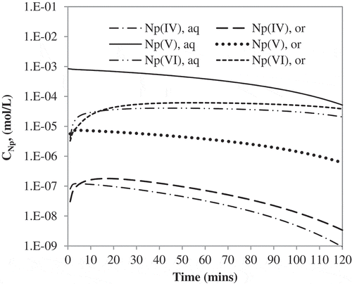Figure 7. Calculated concentrations of neptunium species present in aqueous and organic phases, based on simulation of single-stage experiment 12 in ref. [Citation11].