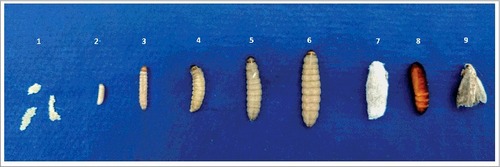 Figure 1. Different developmental stages of Galleria mellonella. Eggs (1), approximately 10-day-old caterpillar (2), approximately 20-day-old caterpillar (3), 25-35-day-old caterpillar (4 and 5), approximately 40-day-old caterpillar (last larval stage) (6), pre-pupae and pupae (7 and 8), adult moths (9).
