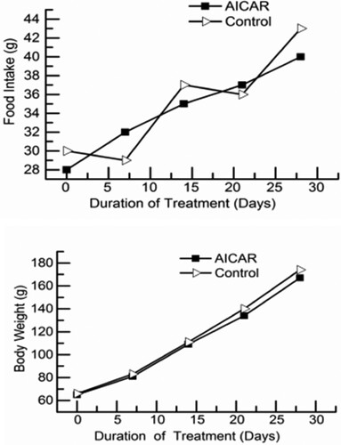 Figure 1. Food intake (top) and body weight (bottom) of rats injected with 5-aminoimidazole-4-carboxamide-1-β-d-ribofuranoside (AICAR). The final data points represent final values the day before killing. n = 13 rats per group.