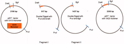 Figure 1. Cloning scheme for building up ELPVAn library. The pIDT vector with VA monomer was first double digested with PvuI and DraIII to yield vector fragment I. Fragment II was simultaneously obtained by PvuI and BglI digestion. The compatible ends of BglI and DraIII were recognised by ligase and the two fragments, each carrying one VA10 monomer, were ligated to obtain a new vector having VA10 dimers (VA20)(I). Fragment II was simultaneously obtained by PvuI and BglI digestion. The compatible ends of BglI and DraIII were recognised by ligase and the two fragments, each carrying one VA10 monomer, were ligated to obtain a new vector having VA10 dimers (VA20).