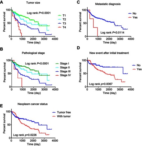 Figure 5 Kaplan–Meier suggested that some clinical features could effectively predict the survival of patients with HCC.Notes: (A) tumor size; (B) metastatic diagnosis; (C) pathologic stage; (D) new event after initial treatment; (E) neoplasm cancer status.