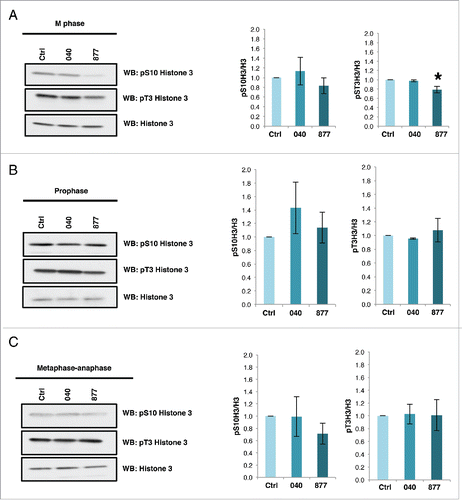 Figure 7. OGA 877 KD cells have reduced histone H3 phosphorylation. Cells were synchronized into M phase by double thymidine block and release (A), prophase by nocodazole treatment (B), or metaphase-anaphase with STC. (C) Histones were purified by acid extraction and phosphorylation of histone H3 Serine 10 and Threonine 3 was measured. H3 T3 phosphorylation was lower in the double thymidine block and released 877 cells. Graphs of normalized densitometric analysis for phosphorylation of S10H3 or T3H3 to total histone H3 (n = 3; *, p < 0.05 versus control). Data are expressed as means ± SE. All experiments were performed with at least 3 biological replicates.