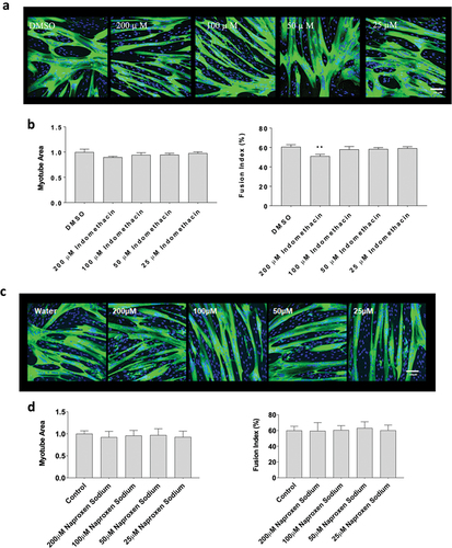 Figure 3. The effects of indomethacin and naproxen sodium on myotube formation. Differentiating skeletal muscle myoblasts were treated with various concentrations of flurbiprofen or ibuprofen for 72 hours and then fixed and prepared for fluorescent confocal microscopy and gene using an antibody that recognizes embryonic myosin heavy chain. Representative images were generated using a Zeiss LSM 700 using Zen software. (a) Representative images for indomethacin, (b) myotube area and myotube fusion percentage for indomethacin, (c) representative images for naproxen sodium, and (d) myotube area and myotube fusion percentage for naproxen sodium. Data are expressed as mean ± SD from three independent experiments, each performed in duplicate (***p < 0.001; **p < 0.01, *p < 0.05).