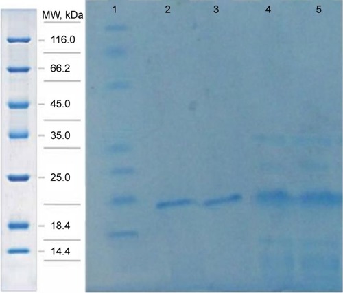 Figure 3 The purification of expressed proteins using affinity chromatography.