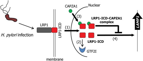 Figure 9. Schematic representation of the proposed mode of the regulation of LAMP1 expression by LRP1-ICD in the H. pylori-infected epithelial cells. In H. pylori-infected epithelial cells, translocation of LRP1-ICD to the nucleus is enhanced (1). Nuclear translocated LRP1-ICD binds to the LAMP1 promoter, leading to the induction of LAMP1 expression (2). GTF2I dissociates from LRP1-ICD (3) and CAPZA1 binds to nuclear translocated LRP1-ICD (4). The binding of CAPZA1 to LRP1-ICD in the nuclei represses binding of LRP1-ICD to the LAMP1 promoter, leading to the inhibition of LAMP1 expression.