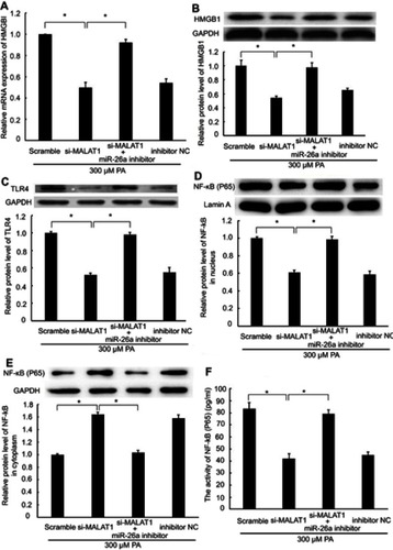 Figure 4 The regulatory effect of MALAT1 on the HMGB1/TLR4/NF-κB signaling pathway was mediated by miR-26a. MALAT1 negative control (scramble) and MALAT1-specific siRNA (si-MALAT1) alone or in combination with an miR-26a inhibitor or miR-26 negative control (inhibitor NC) was transfected into AC16 cells, followed by palmitic acid treatment. (A) The mRNA expression of HMGB1 was detected by RT-qPCR. (B) The protein expression of HMGB1 was detected by western blotting. (C) The protein expression of TLR4 was detected by western blotting. (D) The protein expression of NF-κB (P65) in the nucleus was detected by western blotting. (E) The protein expression of NF-κB (P65) in the cytoplasm was detected by western blotting. (F) The activity of NF-κB was detected by ELISA. *P<0.05. Data are presented as the mean ± standard error from three independent experiments.