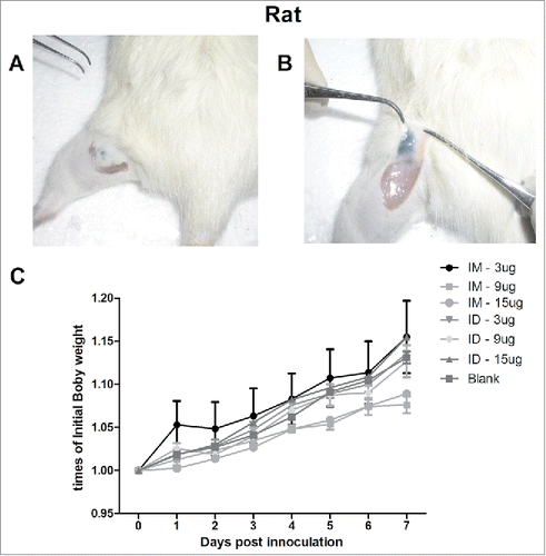 Figure 1. The ventral sites of rats were wiped and injected ID with 100 µL of 10% ink-PBS using the MP-0.1 system. The animals were euthanized, and their skin was dissected and lifted to confirm the accuracy of the injection (A, B). On day 0, the rats were immunized IM (syringe) or ID (MP-0.1 system) with 3, 9, or 15 µg of HA, or PBS, in a total volume of 100 µL, and body weight changes were recorded daily (C).
