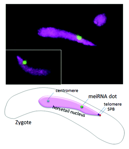 Figure 1. RNA retained on the chromosome. The sme2 RNA transcripts form a single dot (green) on the chromosome (magenta) in elongated horsetail nuclei (also see the schematic drawing). No dots are formed in the round nuclei of vegetative cells (upper right cell).