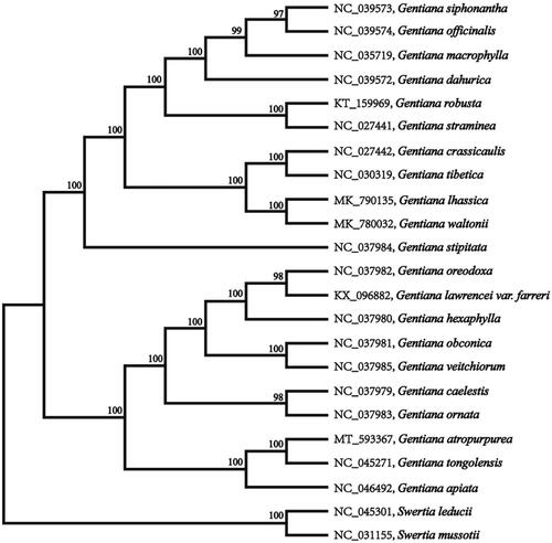 Figure 1. Maximum-likelihood phylogenetic tree of G. atropurpurea and other related species based on the complete chloroplast genome sequence.