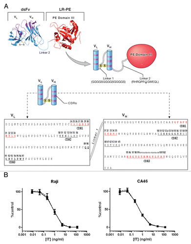 Figure 1 (A) The structure of scdsFv version of HA22LR. The 2-chain disulfide- and peptide-(linker 1) linked Fv of an antibody targeting CD22 is combined with the domain III of native PE by the linker which bears Furin-cleavage site (linker 2) to create an immunotoxin. The Fv portion sequence is shown. Residue numbering is based on the Kabat numbering scheme.Citation22 The CDR regions are defined according to Kabat et al. (underlined) and IMGT23 (boldface). Alanine-scanned CDR residues are shown in red. (B) Activities of dsFv-form (circles and dotted line) and scdsFv-form (squares and solid line) of HA22-LR on CD22-positive cells. The cytotoxicity was measured by WST-8 in triplicate 3 times. Typical cytotoxic curves are shown. Data are expressed as the mean ± SD. IT, immunotoxin.