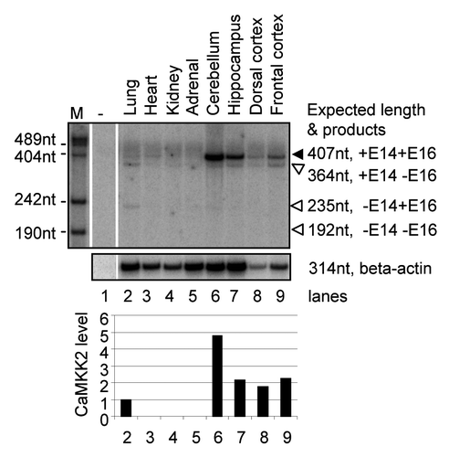 Figure 6 Brain-specific enrichment of the exon-16-containing transcripts. Shown are 32P-labeled RT-PCR products from an 8% denaturing PAGE gel, from RNA samples of different tissues as indicated above each lane. To the left are the molecular marker (M) sizes in nucleotides (nt). To the right are the expected product sizes and combination of exons 14 and 16 in each splice variant. -: PCR negative control lane for these samples. Beta-actin levels serve as RNA loading control and are shown below each lane. A bar graph of the level of CaMKK2 relative to beta-actin products from each lane is shown below the gels.