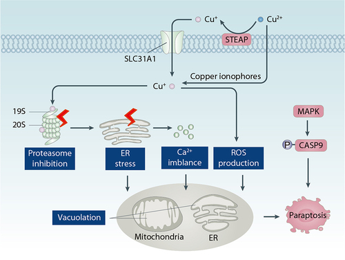 Figure 5. Role of copper in paraptosis. Paraptosis is a form of regulated necrosis characterized by vacuolation of mitochondria or ER. Copper promotes paraptosis by inducing proteasome inhibition, ER stress, Ca2+ imblance, and ROS production.