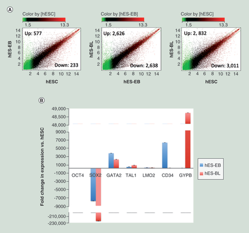 Figure 2. Gene expression changes during human embryonic stem cells erythropoiesis. (A) Scatter plots comparing the averaged normalized log2 signal values from expression microarrays between two samples, such as hES-EBs (n = 3) versus hESCs (n = 3), or hES-BLs (n = 3) versus hES-EBs or hES-BLs versus hESCs. A fold-change >2 or <0.5 represents upregulated or downregulated genes, respectively. (B) The real-time PCR validation of down-/upregulated genes during every stage of erythroid cell differentiation. Using the comparative Ct method and GAPDH as an endogenous control, the fold-change in expression was calculated as 2(-ΔΔCt). The negative fold-difference data were converted to linear ‘fold-change in expression’ values using the following formula: linear fold change in expression = -1/2(-ΔΔCt).
