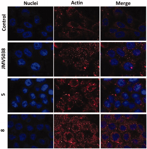 Figure 6. Confocal microscopy of actin localised in fixed MDA-MB-435 cells. Cells were incubated with 5 µM concentration of JMV5038, compound 5, compound 8 or DMSO (control) for 20 h. Nuclei were stained with Hoechst 33342. AlexaFluor568 and nuclei were excited at 543 and 405 nm, and visualised at 620 (red) and 450 nm (blue) respectively.