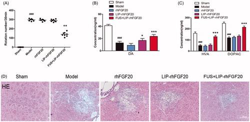 Figure 4. Effects of FUS + LIP-rhFGF20 on amphetamine-induced rotational behavior, and concentrations of monoamine neurotransmitters and their metabolites in the striatum of 6-OHDA-induced rat model of PD. (A) Effects of rhFGF20, LIP-rhFGF20, and FUS + LIP-rhFGF20 on apomorphine-induced rotational behavior: DA (B) and HVA/DOPAC (C) concentrations in striatum tissue were determined by HPLC-ECD. (D) Detection of tissue damage in striatum by HE staining after 2 weeks’ treatment. Scale bar =25 μm. Data are presented as mean ± SEM (n = 6). *p < .05; **p < .01; ***p < .001 versus 6-OHDA group; ###p < .001 versus sham rats.