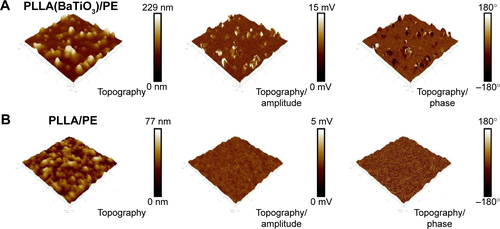 Figure S5 Piezoelectric characterization of PLLA(BaTiO3)/PE and PLLA/PE samples.Notes: 3D PFM images of (A) PLLA(BaTiO3)/PE and (B) PLLA/PE samples regarding topography and topography superimposed by amplitude and phase signals. AFM scans are 5×5 µm2.Abbreviations: AFM, atomic force microscopy; PE, polyelectrolyte; PFM, piezoresponse force microscopy; PLLA, poly(l-lactic acid).