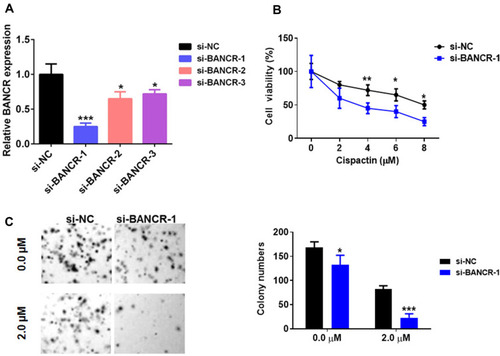 Figure 2 BANCR knockdown inhibited GC cell cisplatin resistance. (A) The level of BANCR was tested in MKN45 cells treated with BANCR siRNAs (BANCR siRNA-1, BANCR siRNA-2 or BANCR siRNA-3) by qPCR analysis. (B) BANCR knockdown decreased the cell viability of MKN45 cells treated with cisplatin. (C) A clonogenic survival assay was performed using MKN45 cotreated with BANCR siRNA-1 and cisplatin. Pictures were taken in light microscope. Magnification is 40X. Data are represented as the means ± SD from three independent experiments. Si-NC, siRNA negative control vector, *P<0.05, **P<0.01, and ***P<0.001 were considered as significant difference.