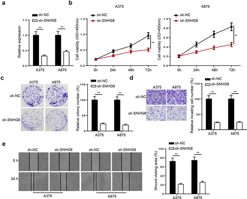 Figure 3. LncRNA SNHG8 knockdown suppresses melanoma cell viability and metastasis