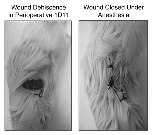 Figure 4. Representative wound dehiscence observed in mice receiving “perioperative 1D11”; image taken prior to and after open wound closure. The silk sutures were intact and the tissues appeared grossly similar between treated and control mice. However, mice that had received TGFβ had clear wound pathology.