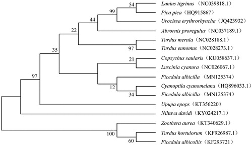 Figure 1. Neighbor-joining phylogenetic tree based on the concatenated nucleotide sequences of cytochrome c oxidase subunit I and cytochrome of F. albicilla and 15 other birds using MEGA 7.0.