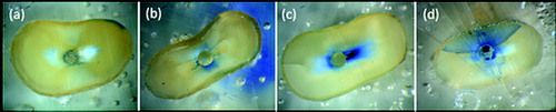 Figure 1. Representative microscopic image showing (a) ‘no defect’ at 3 mm level, (b) ‘partial crack’ at 3 mm level, (c) ‘craze line’ at 6 mm level and (d) ‘fracture’ at 3 mm level.