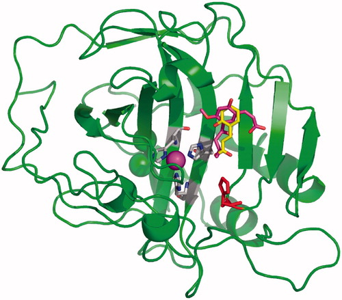 Figure 3. X-ray crystal structure of adducts of coumarins 1Citation10 and 3Citation6 bound to hCA II. The hydrolysis products of the two coumarins, cis-2-hydroxycinnamic acid 2 (in yellow) and trans-2-hydroxy-cinnamic acid 4 (in magenta) were observed bound wat the entrance of the CA active site. The catalytic Zn(II) ion is the central violet sphere, its three protein ligands (His94, 96 and 119, CPK colors) and the proton shuttle residue His64 (in red) are evidenced. The hCA II backbone is shown as the green ribbon, with its various α-helices, β-sheets, and loops represented in a canonical manner.