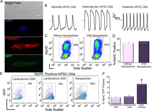 Figure 2 Transfection of hiPSC-CMs using magnetic nanoparticles.Notes: (A) Confocal laser scanning microscopic images of GFP-transfected hiPSC-CM. Scale bar is 10 µm. (B) hiPSC-CMs exhibit spontaneous APs with ventricular-like, atrial-like, and nodal-like characteristics. The dotted line represents 0 mV. (C, D) Assessment of the efficiency of differentiation into CMs in control hiPSCs compared to hiPSCs transfected with double fusion construct using nanoparticles by analysis of myosin heavy chain (MyHC) positive cells. Summary data are shown in the right panels. (E, F) Comparison of the transfection efficiency in double positive hiPSC-CMs (MyHC+/GFP+) using pIRES2-EGFP vector and lipofectamine-2000, -3000, and nanoparticle-mediated transfections. Data were collected 4 hours after transfection (*P<0.05 by ANOVA, n=3).