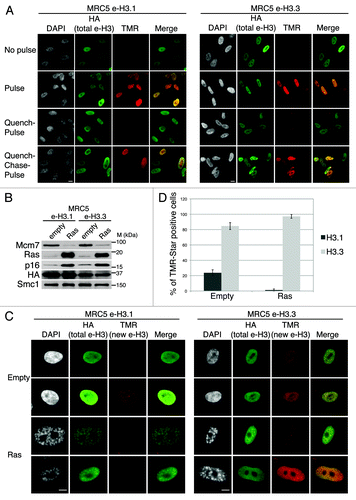Figure 1. Dynamics of H3.1 and H3.3 deposition in proliferating and senescent human cells. (A) Fluorescent microscopy visualization of H3.1- and H3.3-SNAP-HAx3 after in vivo labeling assays of MRC5 human primary cells with red fluorescent TMR-Star in pulse, quench–pulse, and quench–chase–pulse experiments. The pulse labels pre-existing H3-SNAP, the quench-pulse quenches pre-existing H3-SNAP with nonfluorescent block preventing their subsequent labeling with TMR-Star (background), and the quench–chase–pulse labels new H3-SNAP synthesized during the 3h30 chase. In all cases, HA stains total histone H3. DAPI stains nuclei. Scale bar is 10 μm. (See also Fig.S1). (B) Western blot analysis of whole cell extracts from MRC5 stably expressing H3.1- or H3.3 SNAP-HAx3 (e-H3.1 and e-H3.3, respectively) and transduced with an empty retroviral vector (empty) or with a vector expressing H-RasV12 (Ras) for 10 d. 25 μg of protein extracts were loaded. HA and Ras stainings verified expression of the transduced proteins. Mcm7 was used as a marker for cell proliferation and p16 as a marker for proliferation arrest. Smc-1 served as a loading control. M, molecular weight marker. (See also Fig.S2A–C). (C) Fluorescent microscopy visualization of new H3.1 and H3.3 (TMR, red) after in vivo labeling of MRC5 e-H3.1 and e-H3.3 treated as in (B) in a quench–chase–pulse experiment. HA (green) stains total H3 histones and DAPI stains nuclei. Scale bar is 10 μm. (See also Fig.S2D). (D) Histogram shows quantitative analysis of the proportion of TMR-positive cells in MRC5 e-H3.1 or e-H3.3 proliferating (empty) and senescent (Ras) cells. Numbers represent the mean of 3 independent experiments ± s.d.