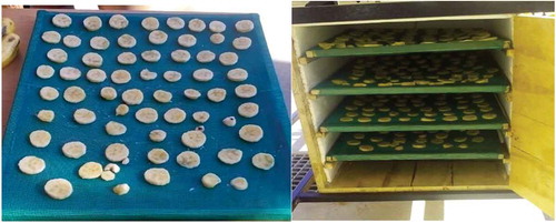 Figure 4. Sliced banana fruits on a tray and loaded into the drying chamber.