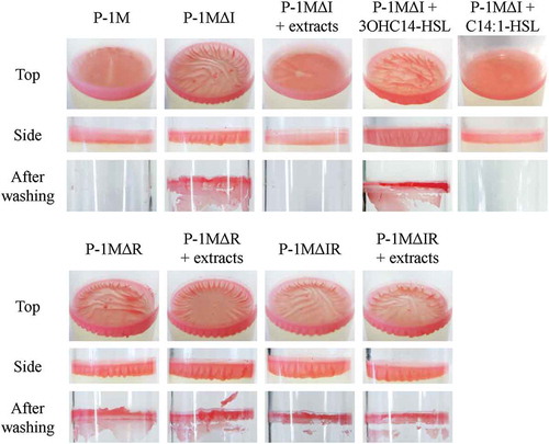 Figure 3. Biofilm formation on the culture surface in glass tubes by M. populi P-1M and quorum-sensing deletion mutant strains, P-1MΔI, P-1MΔR, and P-1MΔIR. Bacterial strains were inoculated into 4 mL of MB medium in glass tubes with or without extracts from the wild-type P-1M strain. For P-1MΔI, C14:1-HSL or 3OHC14-HSL were also added to the medium at the final concentration of 1 μM. After incubation for 3 days at 30°C, pellicle-like biofilms were observed at the gas-liquid interface. The visual appearance of biofilms was shown as top and side views. The remaining biofilms after washing with distilled water were also shown.